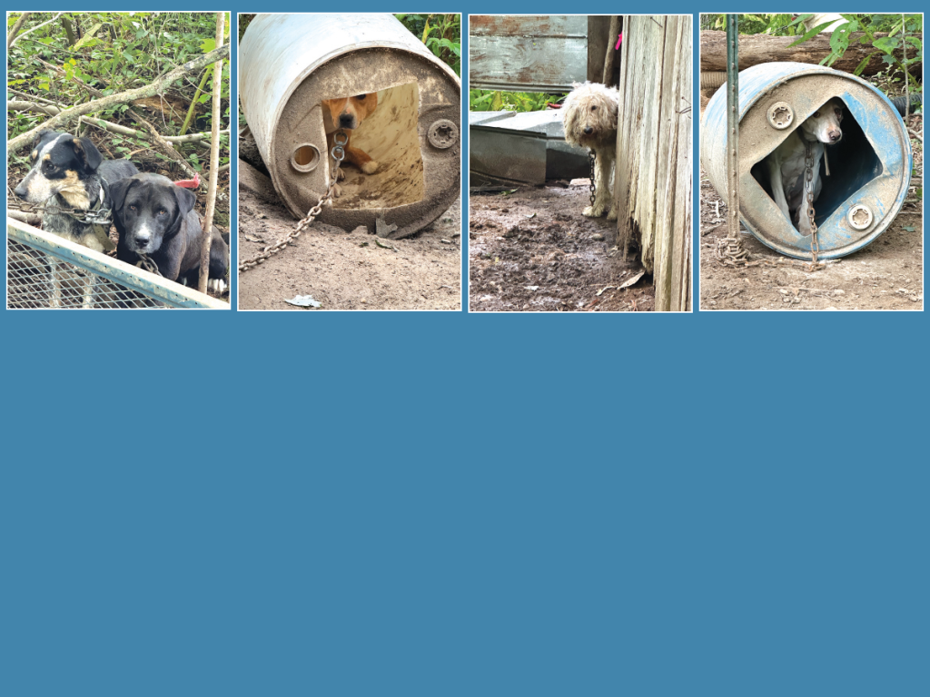 Animal hoarder